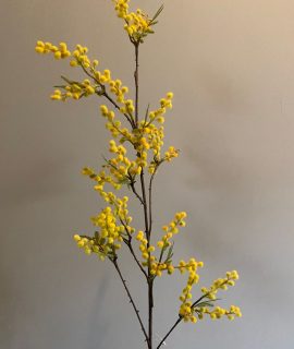 Mimosa Tak Geel