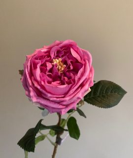 Roos Rose