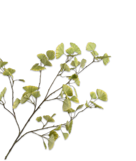 Silk ka Gingko tak groen